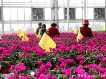 扬州高邮：每天发货30万株，花工厂绽放乡村振兴致富花