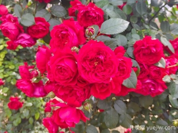 6款红色系的藤本月季品种，适合打造网红花墙
