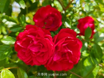 月季红木香爆花机器，花艳丽花量大花期长