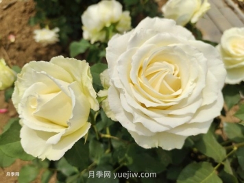 十一朵白玫瑰的花语和寓意