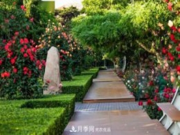 秦皇岛适合养月季花，市花和市树是什么
